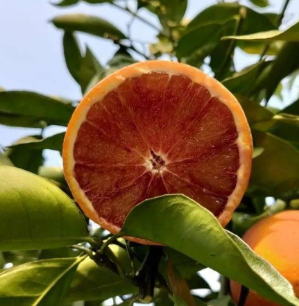 玫瑰香橙(鲜果)